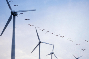 éoliennes et oiseaux